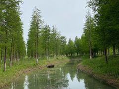 -泗洪洪泽湖湿地景区