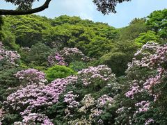 -梧桐山风景名胜区