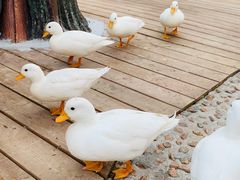 -珠海海泉湾度假区
