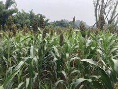 -黄龙溪欢乐田园