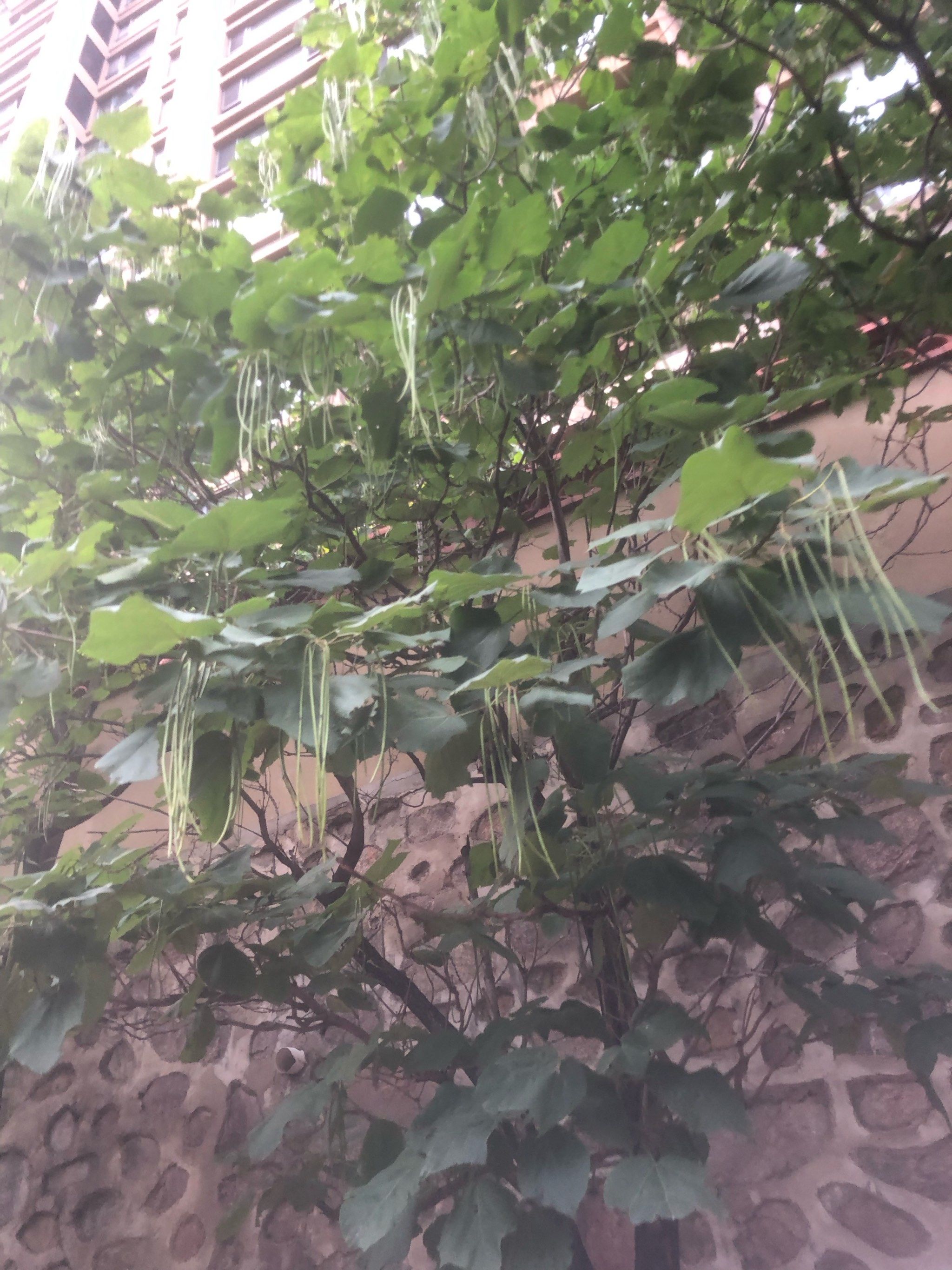 天天领红包小区里好多这种树,一串串的是