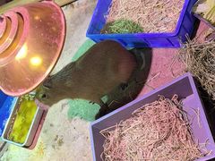 -正佳雨林生态植物园