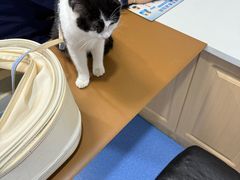 -天使宠物医院·犬猫分诊(彩虹店)