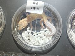 -酷以爬仙阁实体爬宠店·守宫·蜥蜴·专业繁育