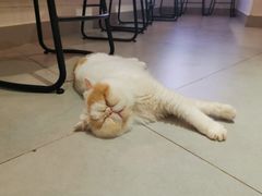 -Heymao猫咖.咖啡厅(东门店)