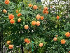 -杭州观成实验学校