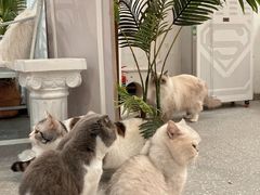 -共舞时光猫咖·狗咖(新街口店)