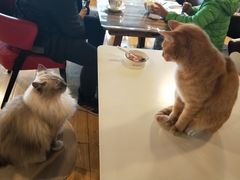 -Cappucimeow猫咪咖啡馆(韦伯时代店)