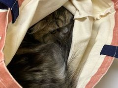 -爱妮康宠物医院·干细胞免疫细胞·肿瘤·心脏(张江店)