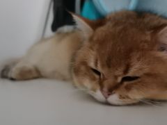 -宠颐生宠物医院·骨外科·犬猫全科诊疗中心(池州店)