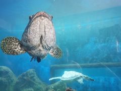 -广东惠东海龟国家级自然保护区