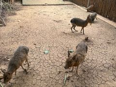 -合肥野生动物园