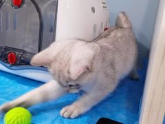 -纳吉亚猫专科动物医院·北北分院