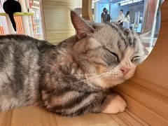 -三花喵·撸猫购宠·宠物生活馆(虹桥南丰城店)