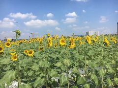 -光明小镇欢乐田园