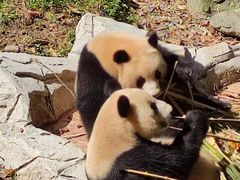 -都江堰中华大熊猫苑