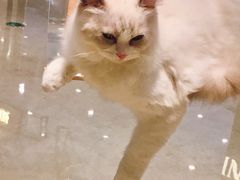 -momokira米努特·德文卷毛猫·棉花面纱犬