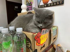 -派多格宠物·购宠(靛厂路店)