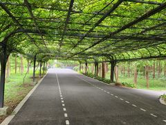 -东平国家森林公园