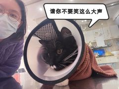 -瑞派天使宠物医院·神经外科·骨科·核磁(洛川中路店)