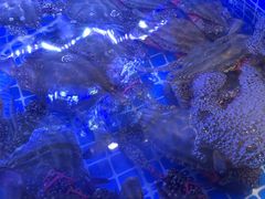 -77号渔船·蒸海鲜青岛菜(积米崖店)