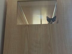 -山宅一喵德文卷毛猫舍