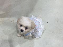 -艾贝尔宠物医院·狂犬免疫点(江山金象城店)
