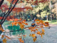 -上海共青森林公园