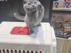 -欣宠猫屋·矮脚拿破仑·蓝金金渐层