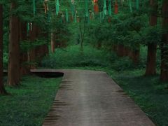 -黄海国家森林公园