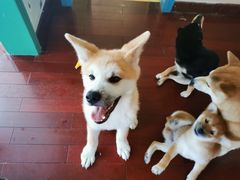 -喜柴咖啡·柴犬狗咖