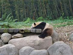 -广州长隆野生动物世界