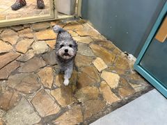 -Honey Bacca 哈尼芭卡高端萌宠(朝阳大悦城店)