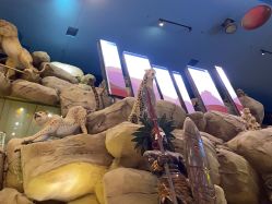 -卡通尼·Safari非洲探索乐园·生日会(金桥国际商业广场店)