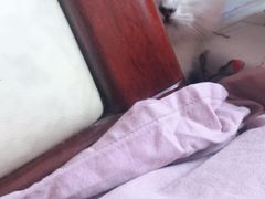 -宠爱国际动物医院· 猫科· 外科·中兽医(长白店)