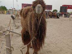 -库伦旗银沙湾旅游景区