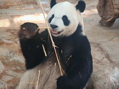 -海南热带野生动植物园