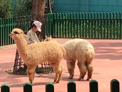 -无锡动物园·太湖欢乐园