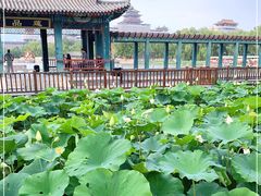 -莲花池公园