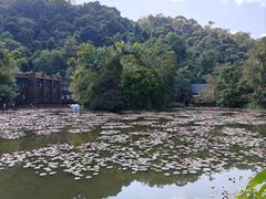 -野象谷景区