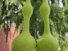 -东方巨龟苑景区