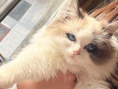 -pd派德宠物中心医院24H急重症·眼科中心·血液透析中心(嵩山北路店)