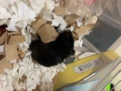 -钓仓鼠(洋桥北里小区店)