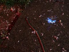 园中雨地的蚯蚓-有才叔的小馆(招商依云曲江店)