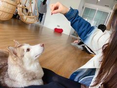 -Husky Go! 哈士奇体验馆·宠物咖啡厅狗咖