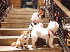 -more than meow吴止猫主题餐厅(承德 中船汇店)