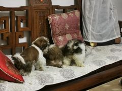 -美联众合动物医院·24h京西诊疗中心