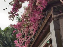 -深圳国际园林花卉博览园