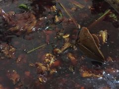 -温江公平红烧兔(总店)