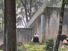 -中国大熊猫保护研究中心雅安碧峰峡基地